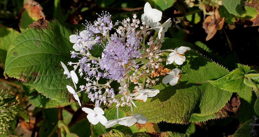 Image of Hydrangea involucrata specimen.