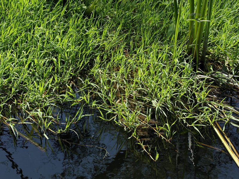 Image of Agrostis stolonifera specimen.