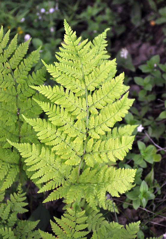 Image of Dryopteris expansa specimen.