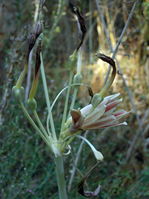 Image of Ungernia tadshikorum specimen.