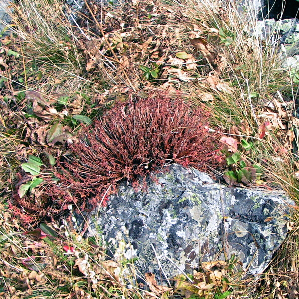 Image of Rhodiola quadrifida specimen.