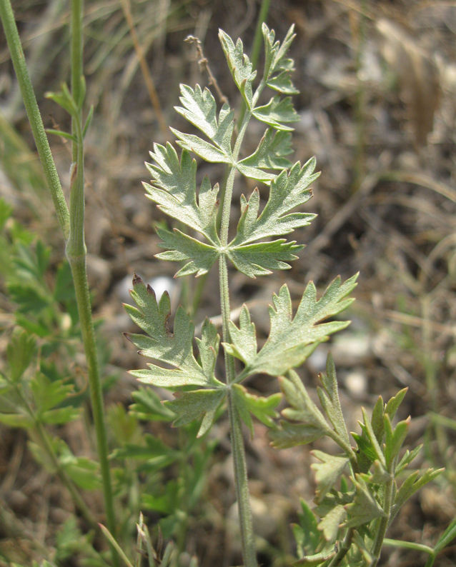 Image of Pimpinella tragium specimen.