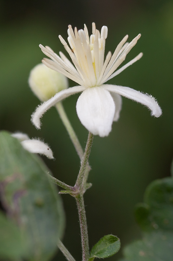 Image of Clematis vitalba specimen.