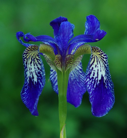 Image of Iris delavayi specimen.