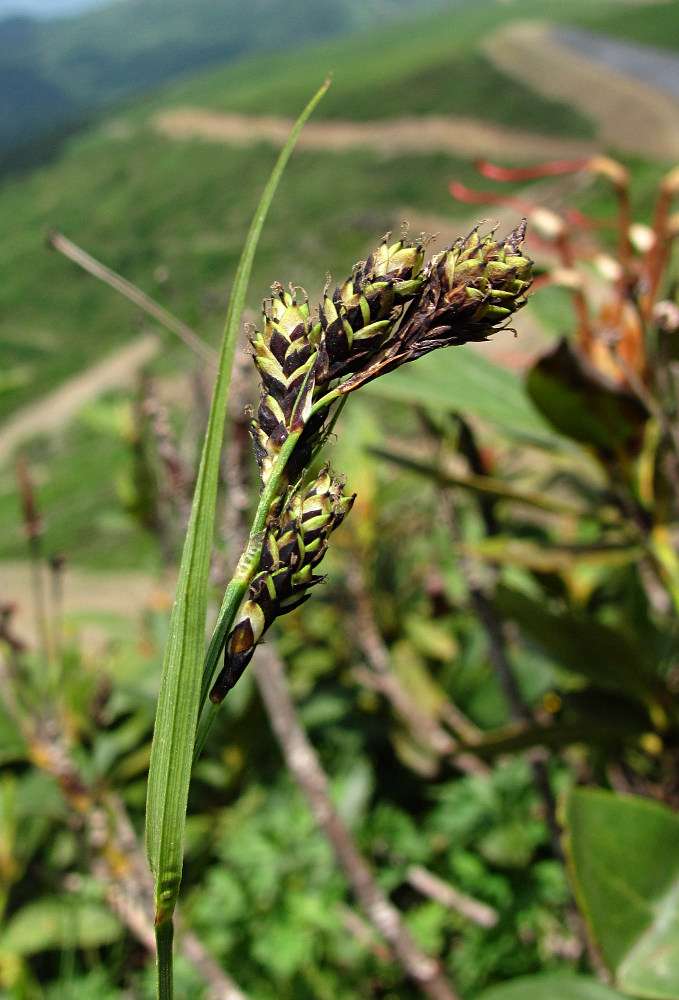 Image of genus Carex specimen.