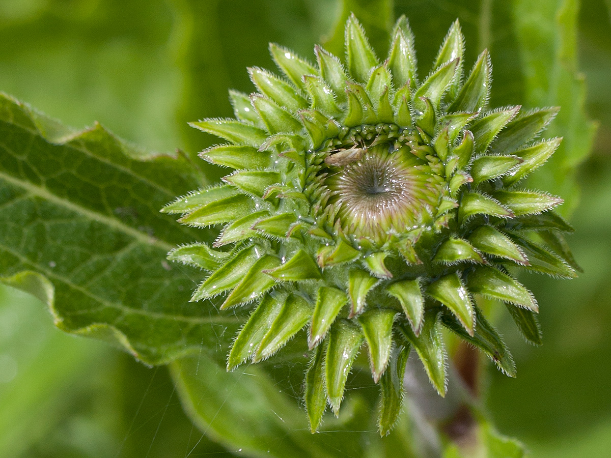 Image of Echinacea purpurea specimen.