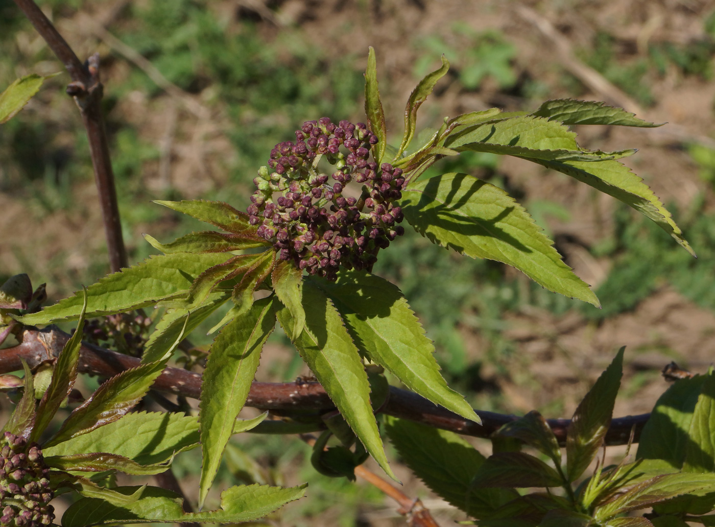 Image of Sambucus sibirica specimen.