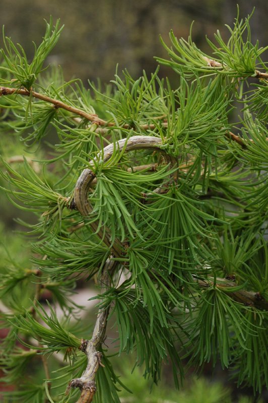 Изображение особи Larix decidua.