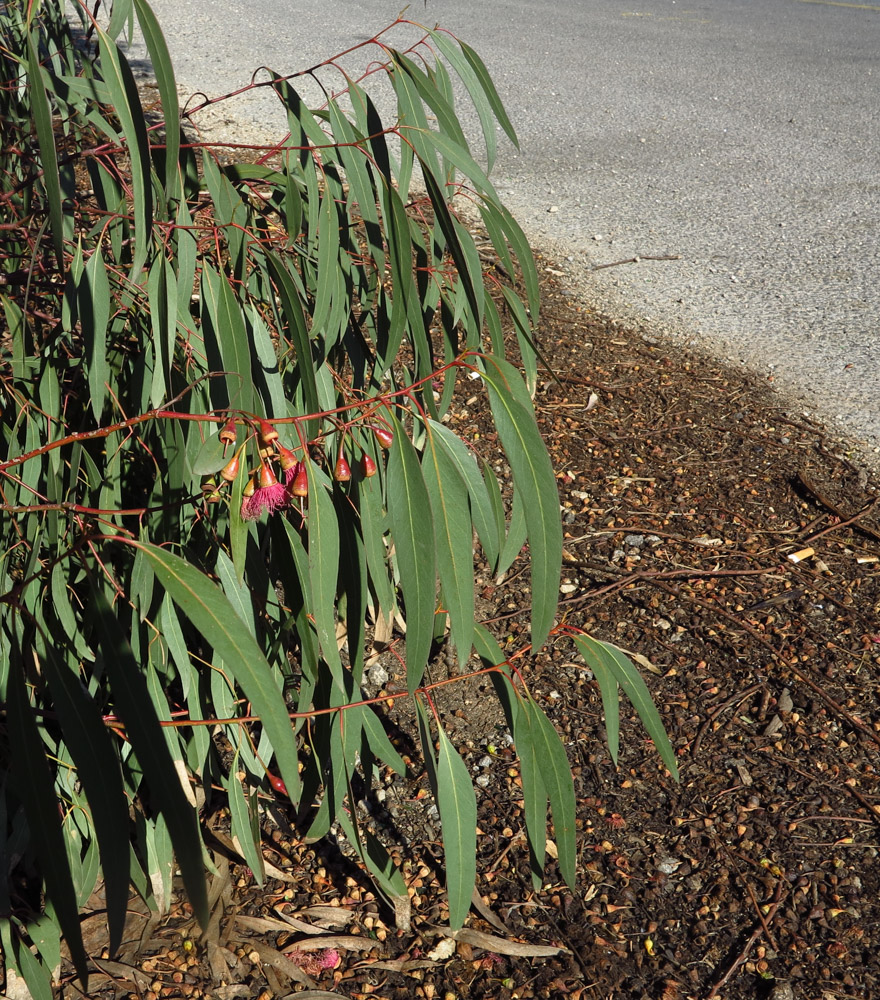 Image of Eucalyptus leucoxylon specimen.