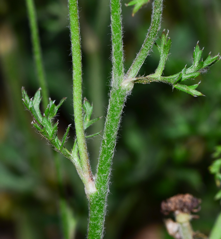 Image of Ranunculus asiaticus specimen.