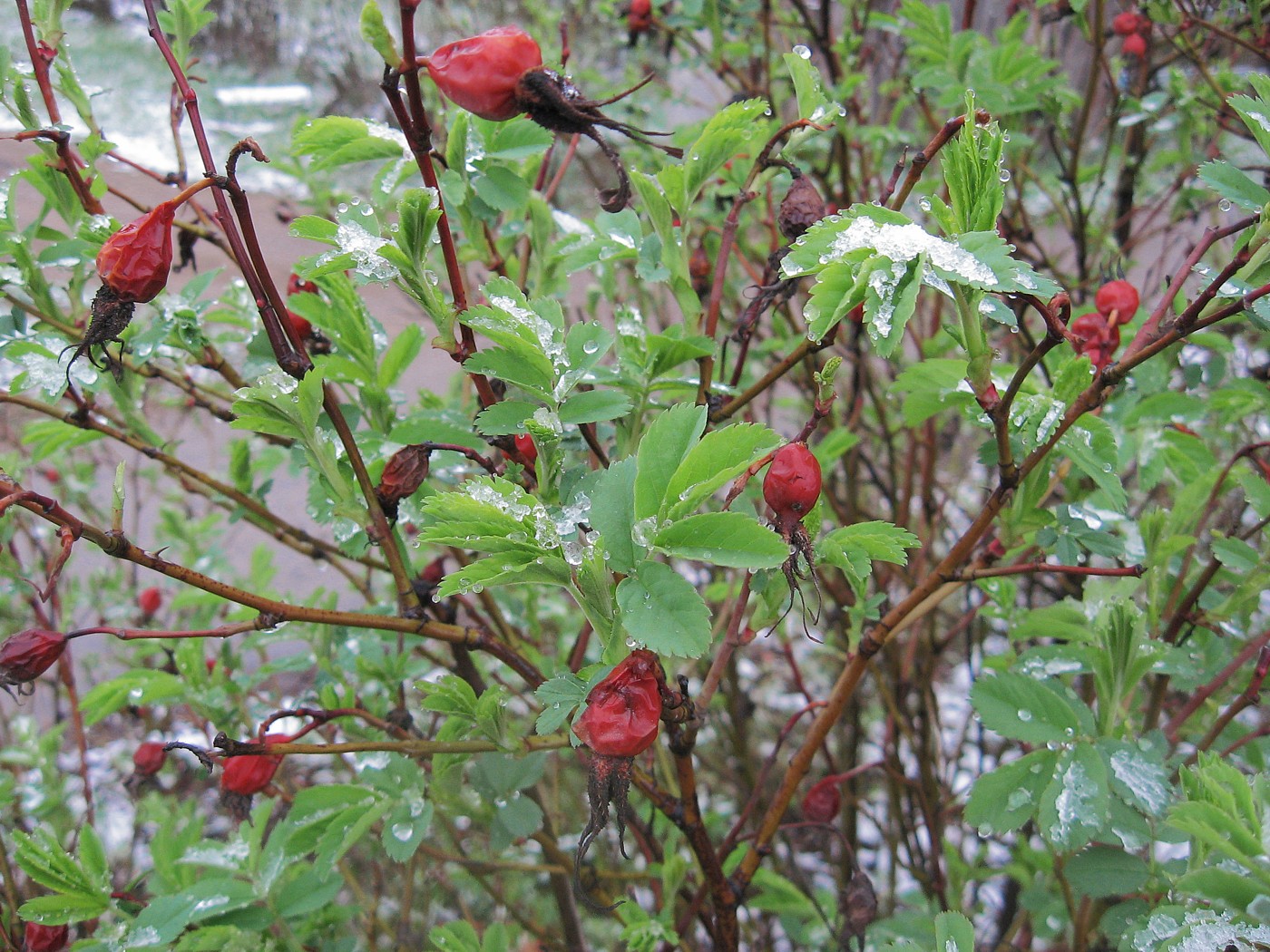 Image of Rosa cinnamomea specimen.