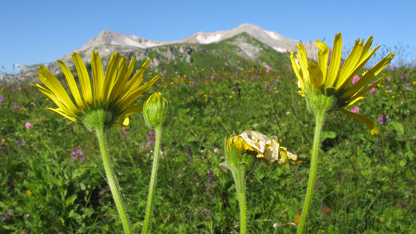 Изображение особи Doronicum macrophyllum.