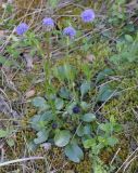 Globularia bisnagarica