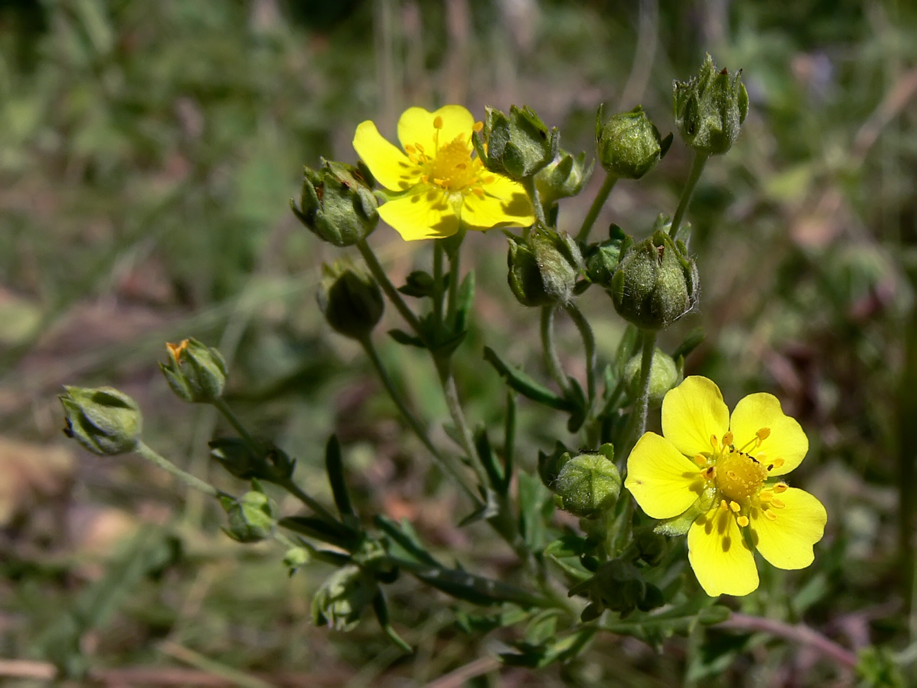 Изображение особи Potentilla argentea.