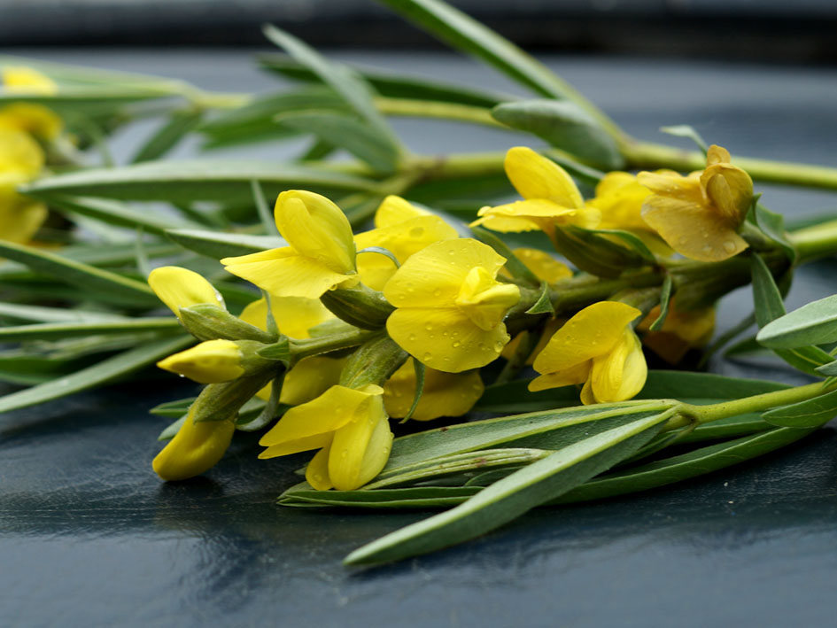 Image of Thermopsis turkestanica specimen.