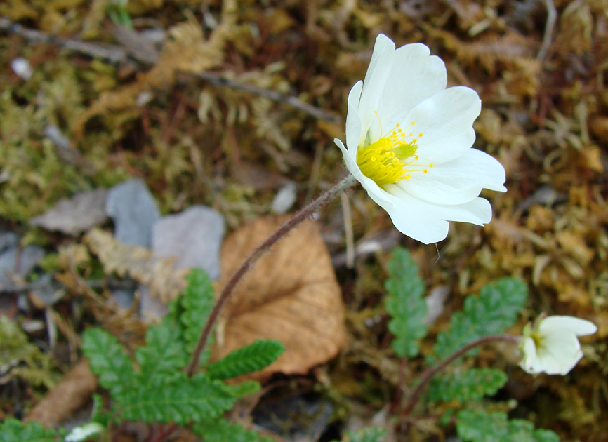 Image of genus Dryas specimen.