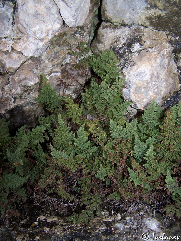 Image of Oeosporangium persicum specimen.