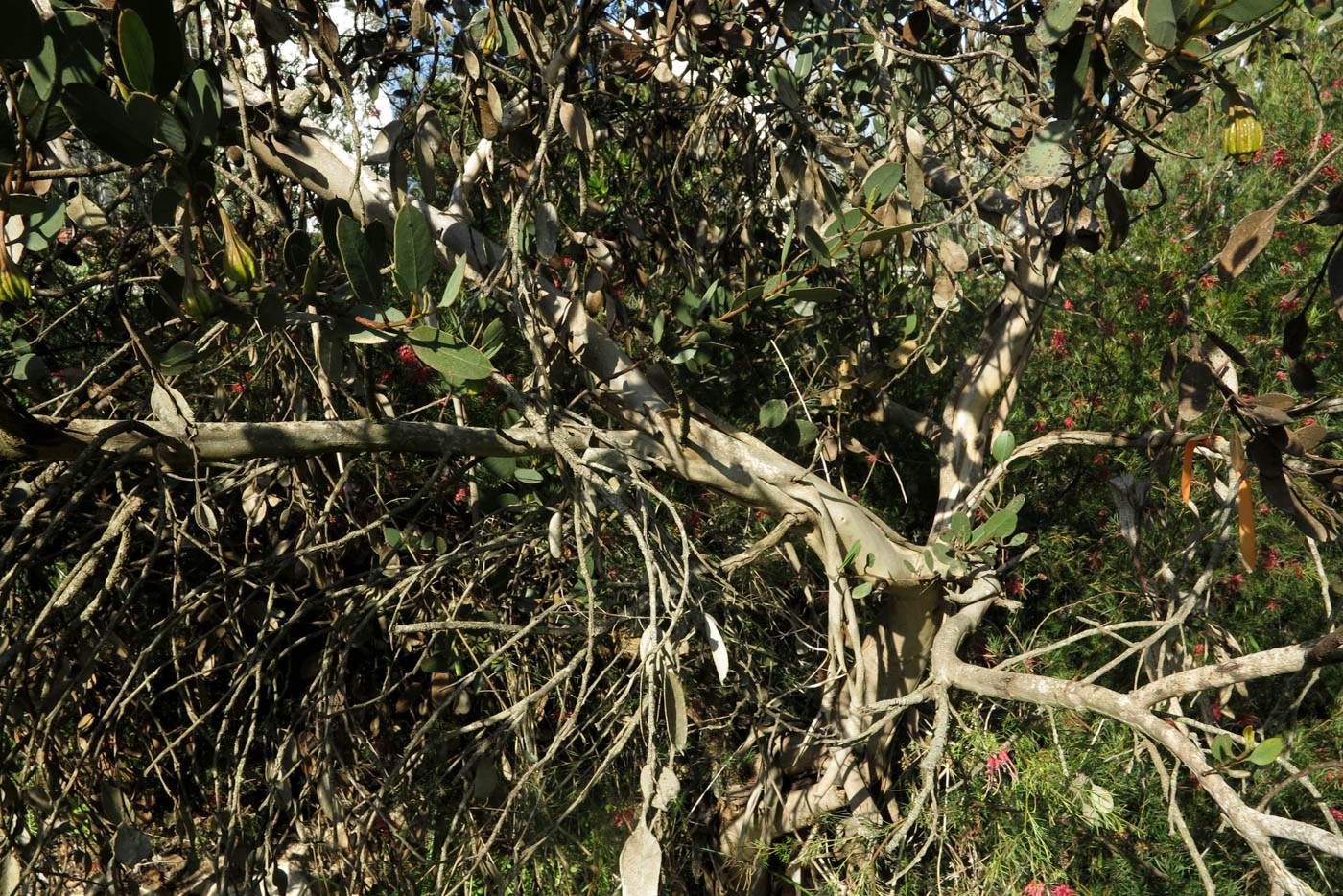 Изображение особи Eucalyptus forrestiana.