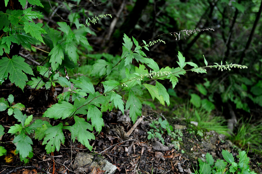 Image of Artemisia keiskeana specimen.