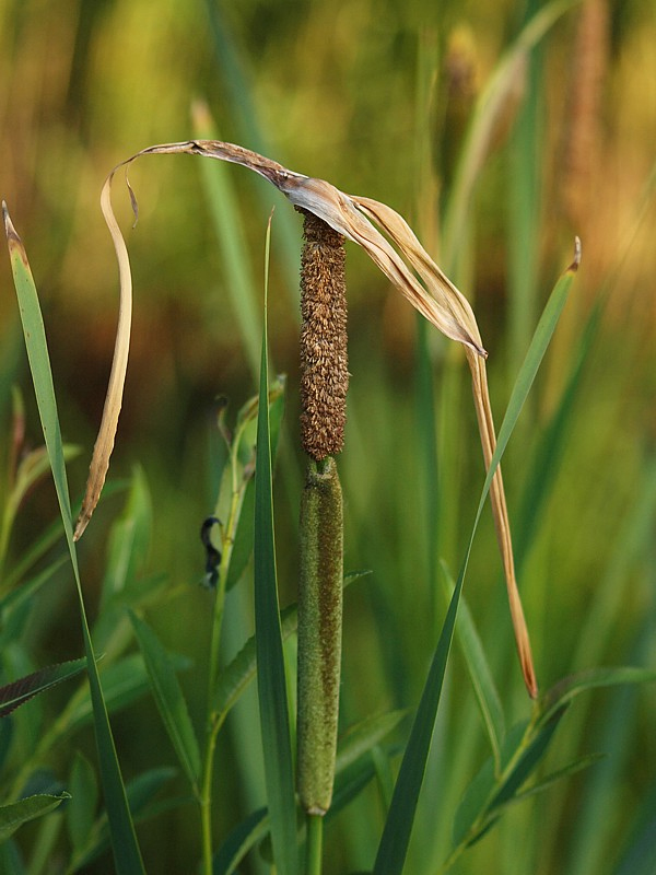 Изображение особи Typha intermedia.