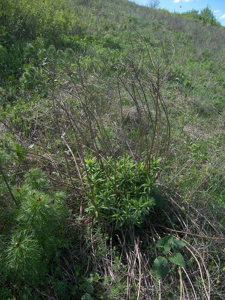 Image of Euphorbia semivillosa specimen.