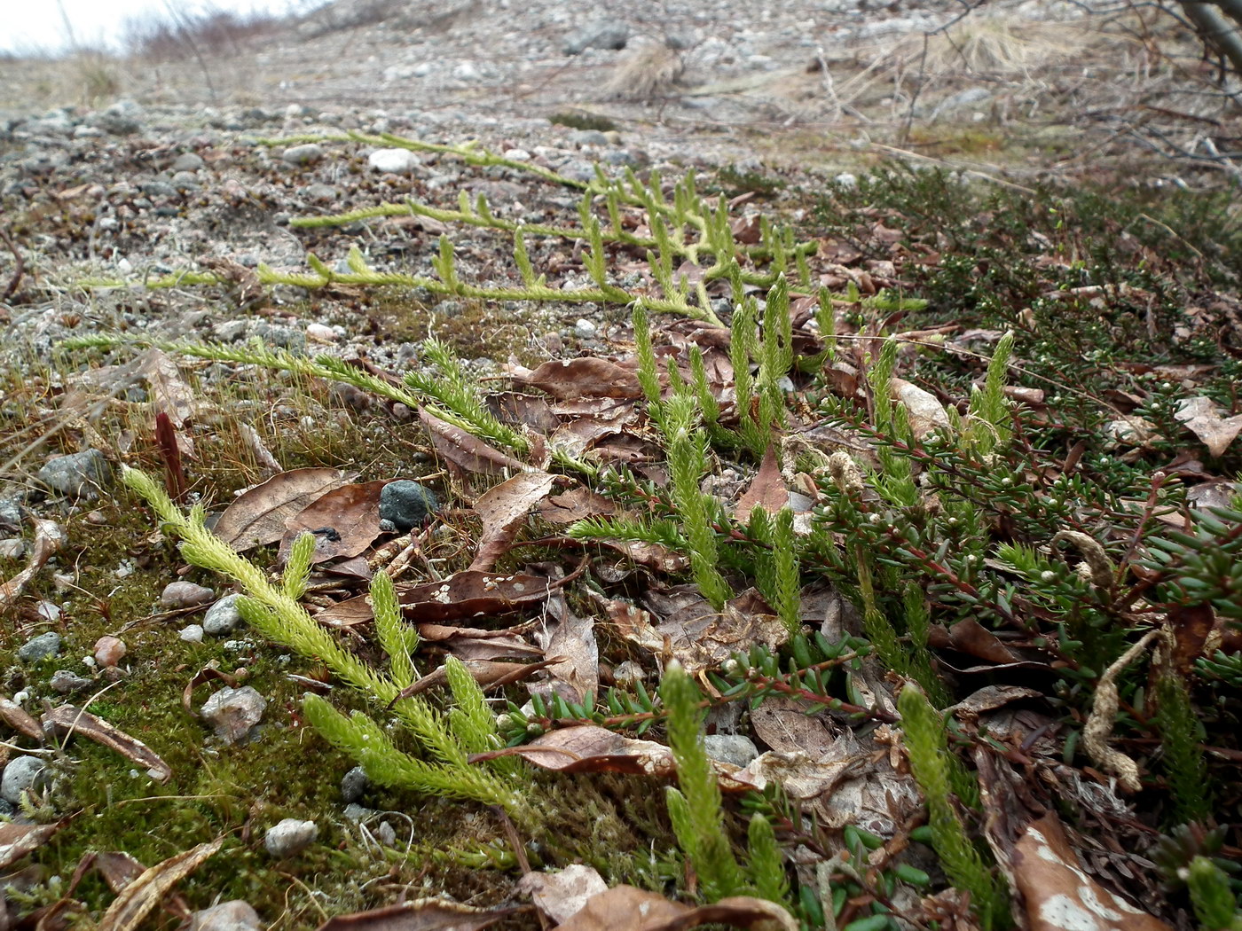 Изображение особи Lycopodium lagopus.