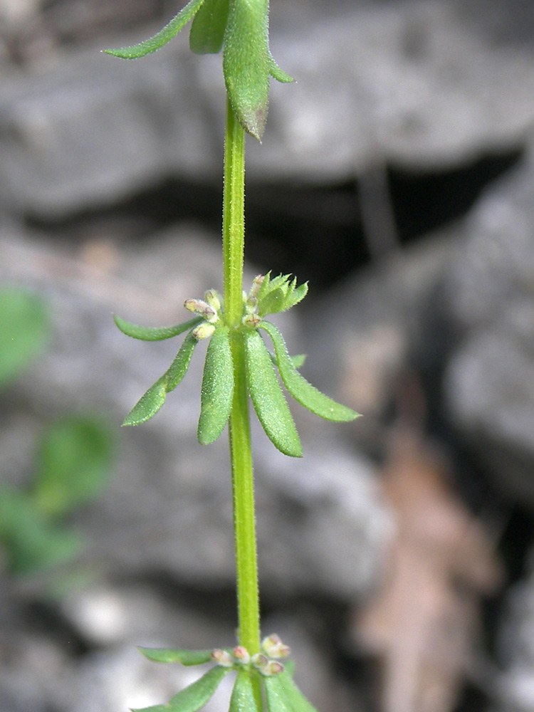 Image of Galium verticillatum specimen.