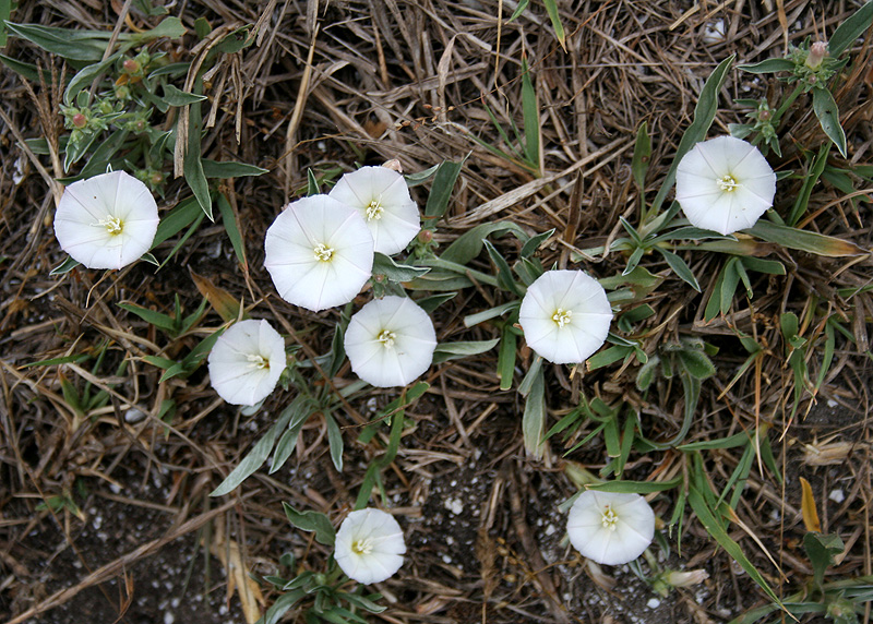 Image of Convolvulus lineatus specimen.