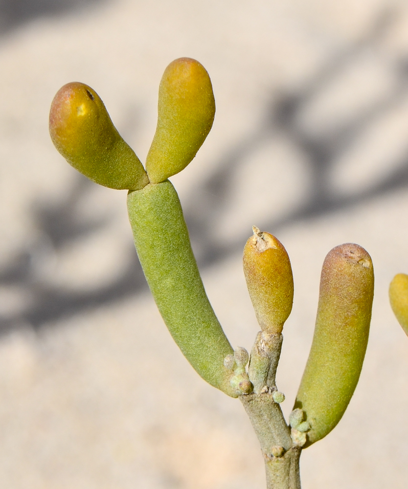 Image of Tetraena fontanesii specimen.