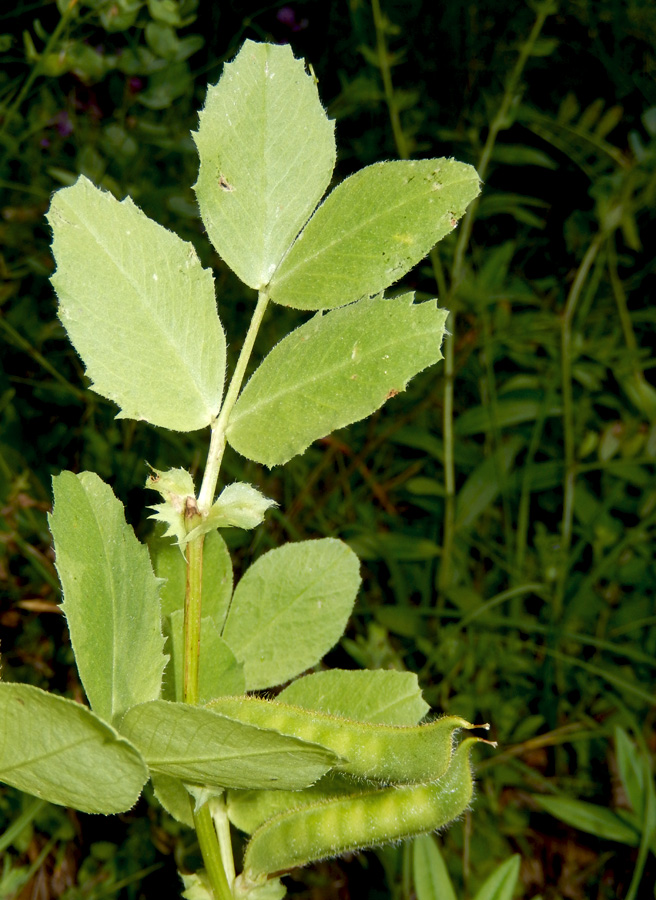 Изображение особи Vicia narbonensis.