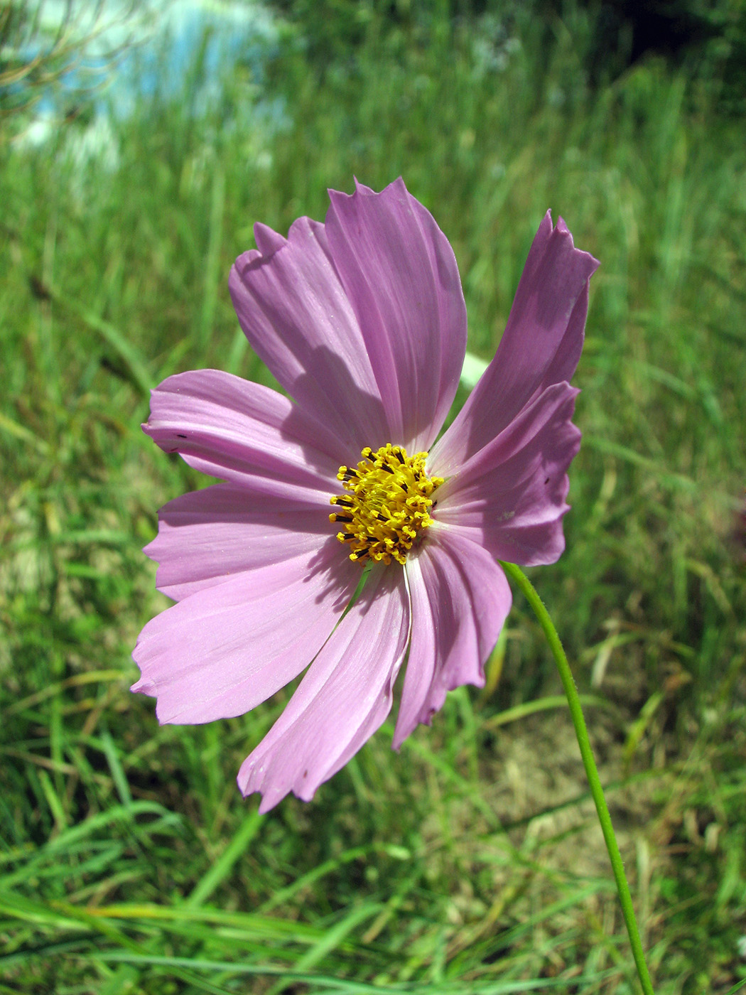 Image of Cosmos bipinnatus specimen.