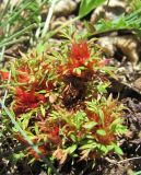 Potentilla orientalis. Вегетирующее растение с галлами(?). Кабардино-Балкария, Эльбрусский р-н, окр. с. Эльбрус, склон горы. 13.07.2016.