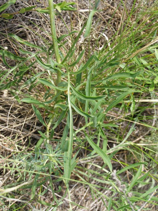 Изображение особи Centaurea orientalis.