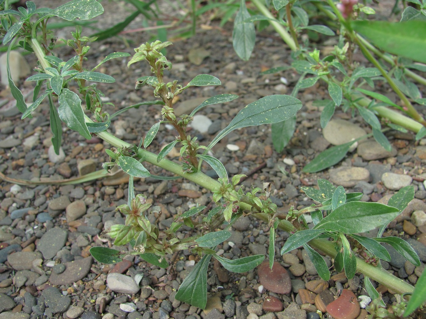 Image of Amaranthus blitoides specimen.