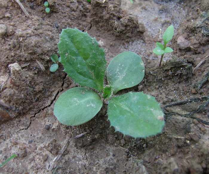 Изображение особи семейство Asteraceae.