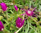 Delosperma cooperi