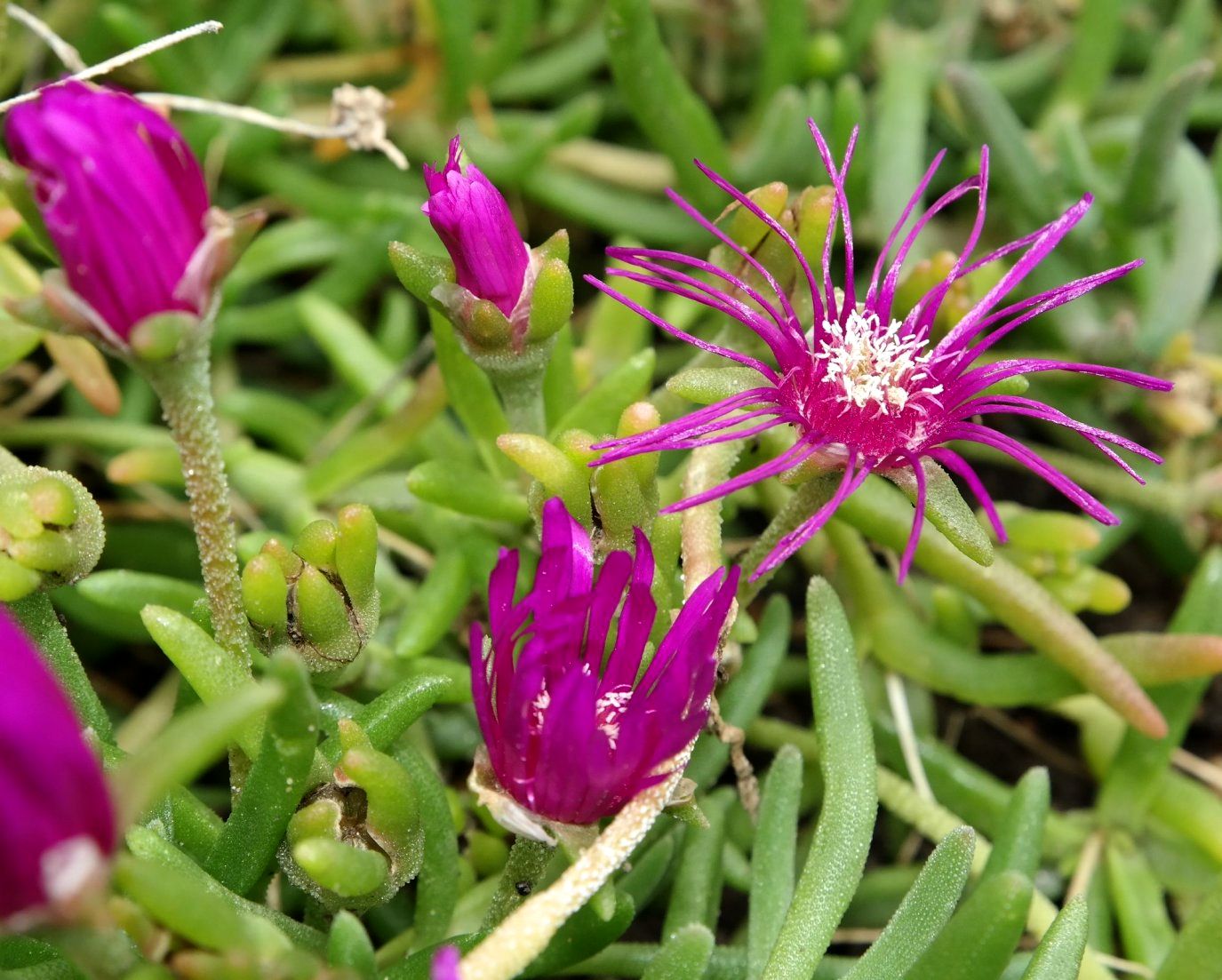 Image of Delosperma cooperi specimen.