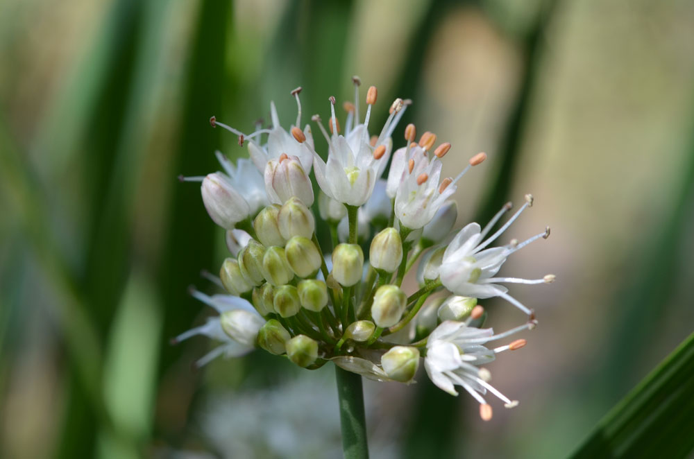 Image of genus Allium specimen.