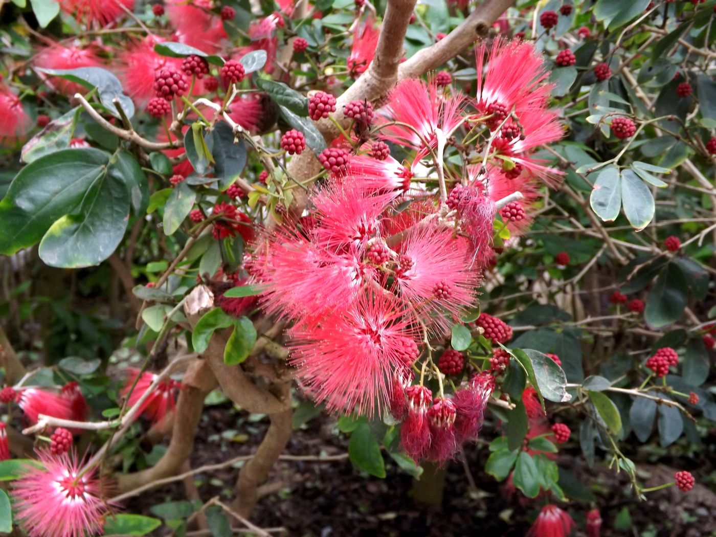 Image of Calliandra tergemina var. emarginata specimen.