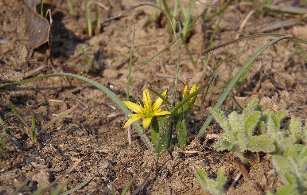 Image of genus Gagea specimen.