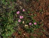 Linum pubescens