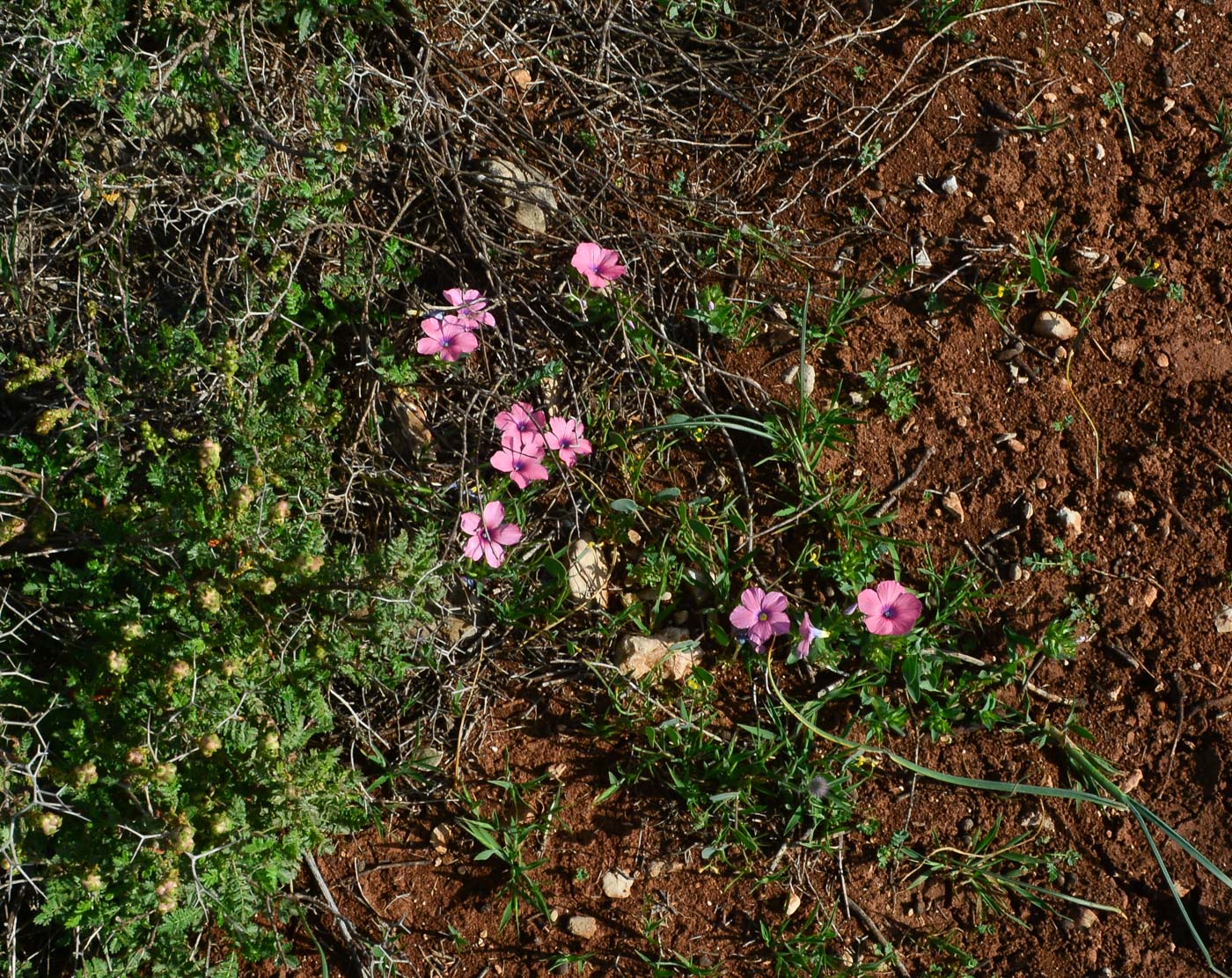 Image of Linum pubescens specimen.