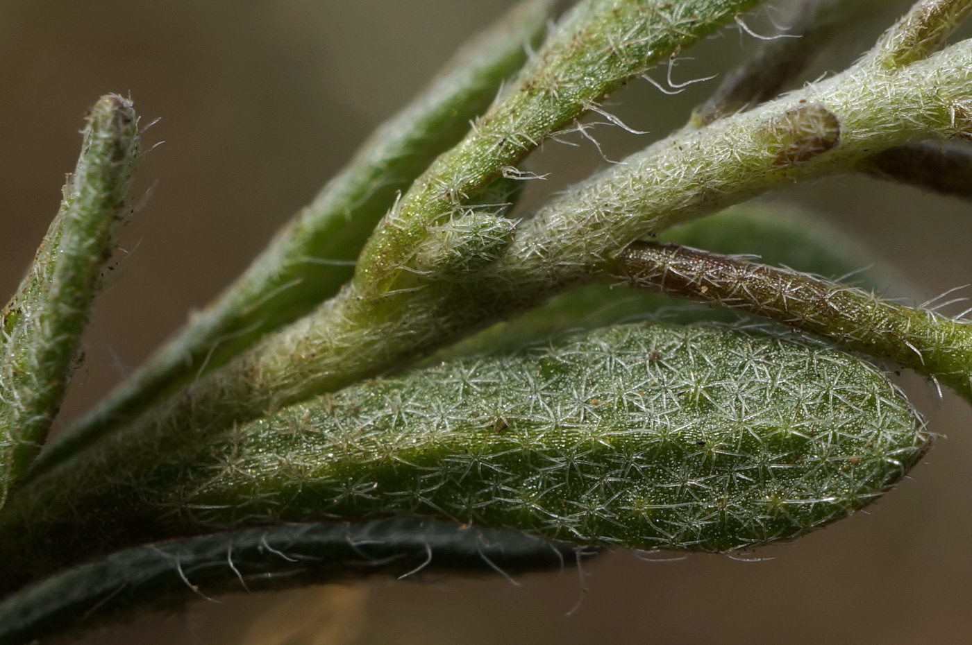 Image of Alyssum minutum specimen.