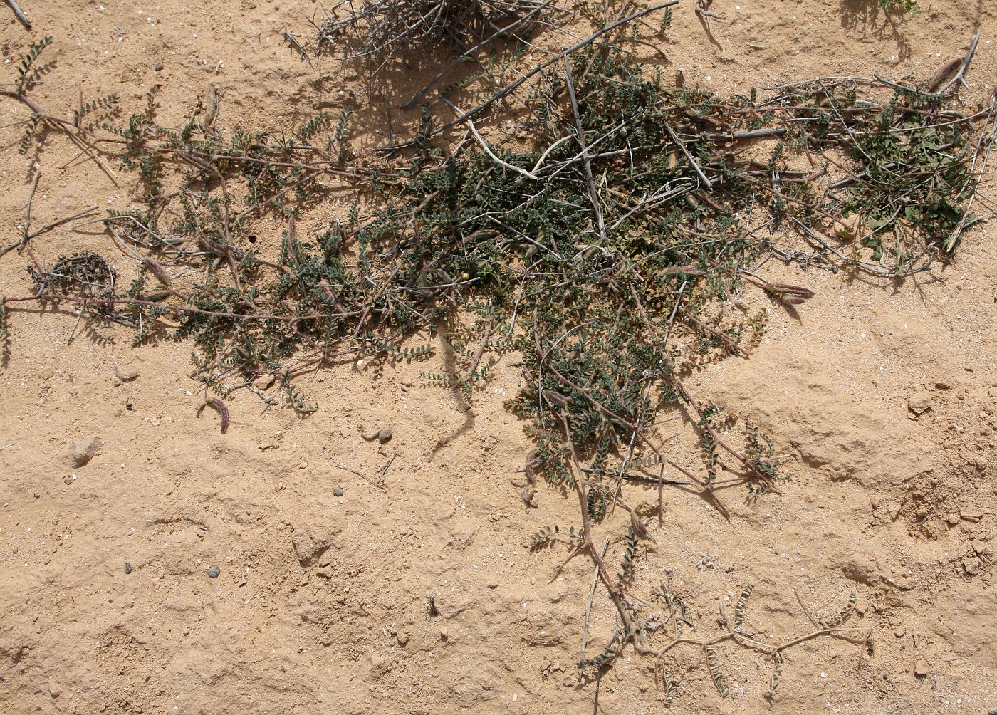 Image of Astragalus peregrinus specimen.