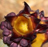 Desmidorchis speciosa. Бутоны и цветок с сидящей мухой. Израиль, впадина Мёртвого моря, киббуц Эйн-Геди. 25.04.2017.