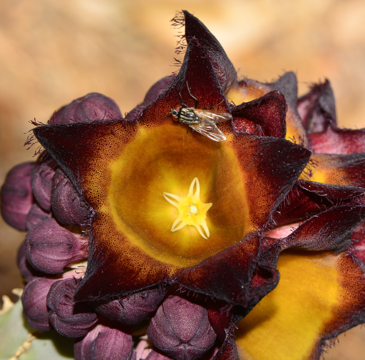 Image of Desmidorchis speciosa specimen.