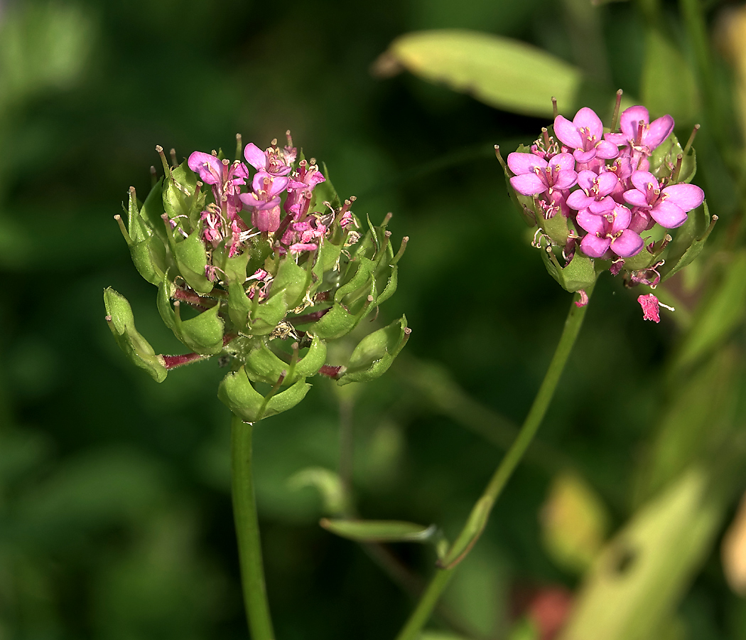 Image of Iberis umbellata specimen.