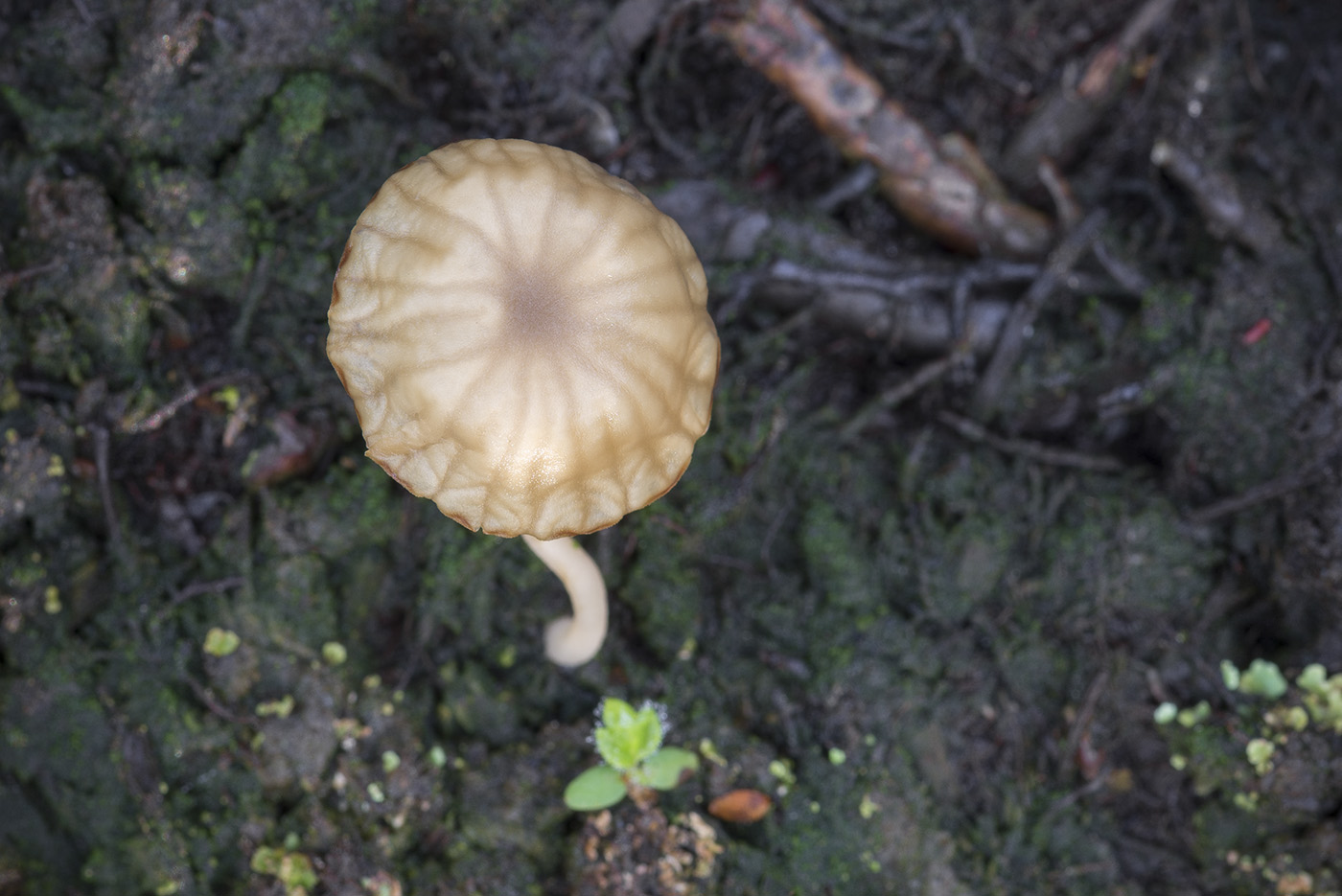 Изображение особи Lichenomphalia umbellifera.