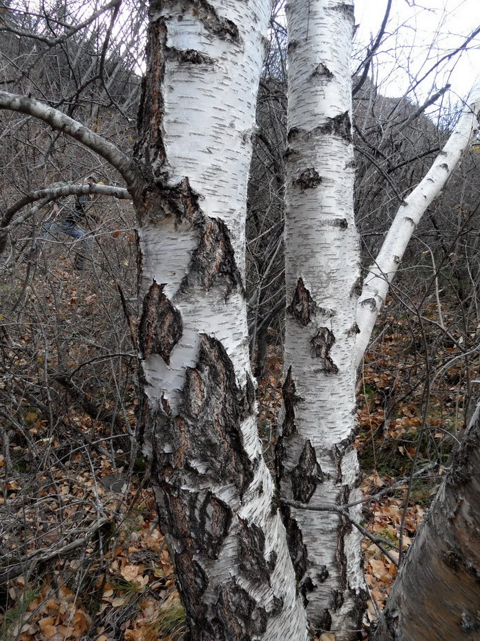 Image of genus Betula specimen.