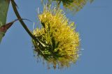 Agave americana. Часть общего соцветия. Крым, Южный Берег, пгт Партенит, ЛОК \"Айвазовское\", озеленение набережной. 03.08.2017.